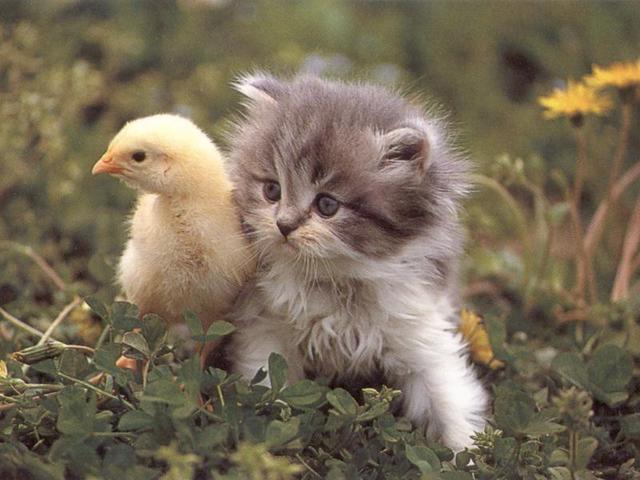 A Hot Chick with a Nice Pussy
