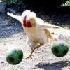 a COCK and BALLS