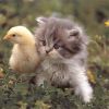 A Hot Chick with a Nice Pussy
